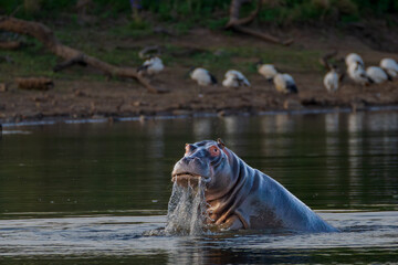 Hippo in Water