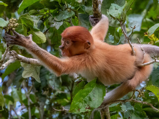 Wild Proboscis Monkey in Borneo, Malaysia