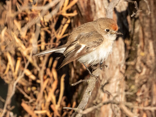 Red-capped Robin in Victoria, Australia