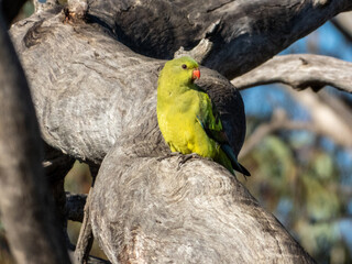 Regent Parrot in Victoria, Australia
