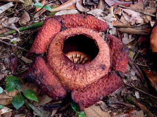 Rafflesia Flower in Borneo, Malaysia