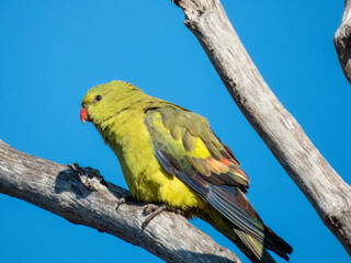 Regent Parrot in Victoria, Australia