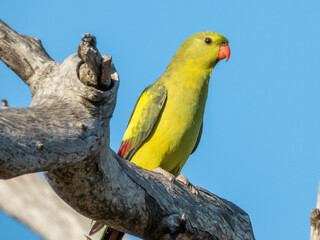 Regent Parrot in Victoria, Australia