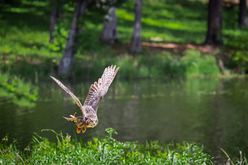 Great Horned Owl posing and flying for people at a raptor show in Georgia.