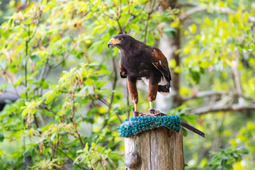 Harris Hawk demonstrating beautiful plumage at a raptor show in Georgia.