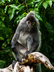 Silverleaf Monkey in Borneo, Malaysia