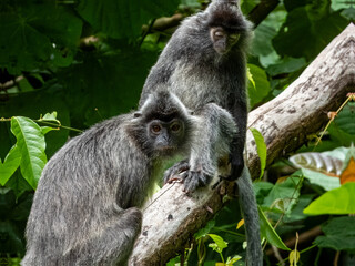 Silverleaf Monkey in Borneo, Malaysia