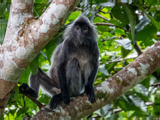 Silverleaf Monkey in Borneo, Malaysia