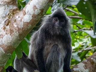 Silverleaf Monkey in Borneo, Malaysia