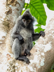 Silverleaf Monkey in Borneo, Malaysia