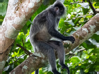 Silverleaf Monkey in Borneo, Malaysia