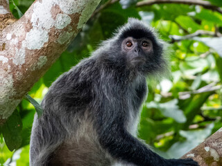 Silverleaf Monkey in Borneo, Malaysia