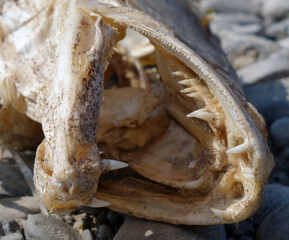 Skeleton head predatory fish on a rock at the lake shore