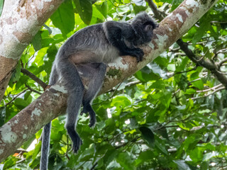 Silverleaf Monkey in Borneo, Malaysia