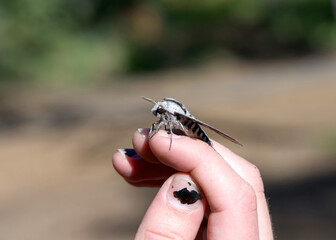 Close up on caucasian hand holding one Sphinx moth. The Sphingidae are a family of moths commonly called sphinx moths, also colloquially known as hawk moths
