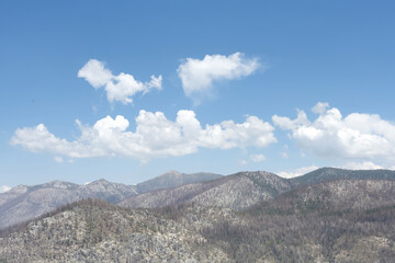 Mountain ridge line with Pine trees decimated by wildfire,  Mountain and skyline with burned trees and new growth in background.