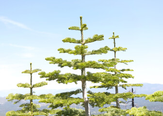 Tops of Pine trees with mountains and skyline in background. Abies grandis , idahoensis. Interior...