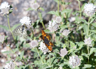 Chlosyne nycteis, the silvery checkerspot, a species of Nymphalinae butterfly located at Echo Lake above South Lake Tahoe, California