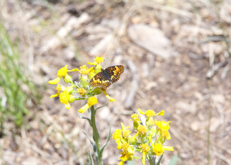Chlosyne nycteis, the silvery checkerspot, a species of Nymphalinae butterfly located at Echo Lake above South Lake Tahoe, California