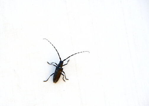 Close up of a Monochamus scutellatus, commonly known as the white-spotted sawyer or spruce sawyer or spruce bug, a common wood-boring beetle. On canvas tent in Echo Lake, California.