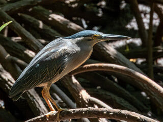 Striated Heron in Borneo, Malaysia