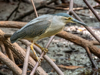 Striated Heron in Borneo, Malaysia