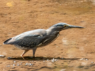 Striated Heron in Borneo, Malaysia