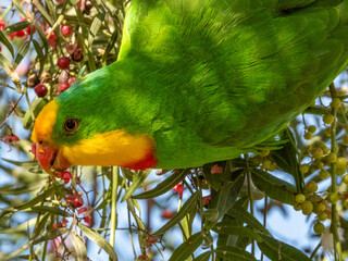 Superb Parrot in New South Wales Australia © Imogen