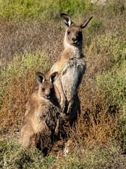 Western Grey Kangaroo in South Australia