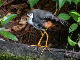 Obraz premium White-breasted Waterhen in Borneo, Malaysia