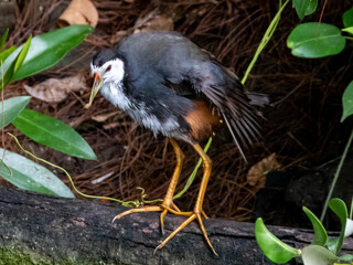 White-breasted Waterhen in Borneo, Malaysia