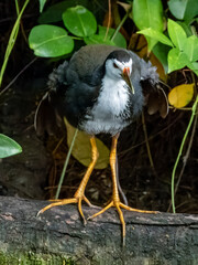White-breasted Waterhen in Borneo, Malaysia