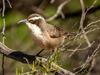 White-browed Babbler in Victoria, Australia