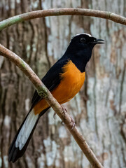 White-crowned Shama in Borneo, Malaysia