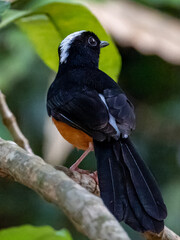 White-crowned Shama in Borneo, Malaysia