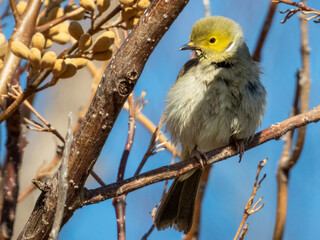 White-plumed Honeyeater in Victoria, Australia