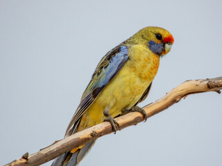 Yellow Crimson Rosella in Victoria, Australia