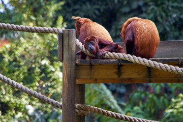 The Melancholy of Red Chimpanzees: A Glimpse into Their Captive Existence