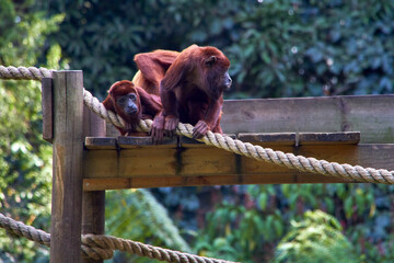 Bored Chimpanzees in a Zoo Enclosure also called orangutans