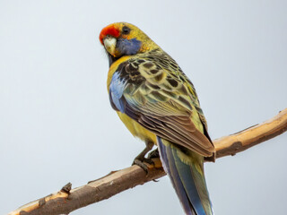Yellow Crimson Rosella in Victoria, Australia