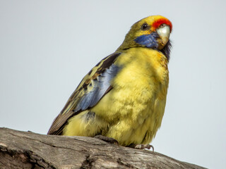 Yellow Crimson Rosella in Victoria, Australia