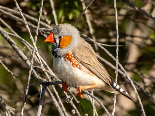 Zebra Finch in New South Wales Australia