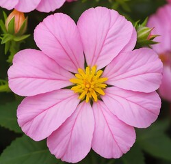 pink flower, garden, flowers, plant, flora, purple, bloom, summer, spring, blossom, petal, cosmos, macro, beauty