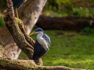 Great Blue Heron Neck Twisted On One Foot