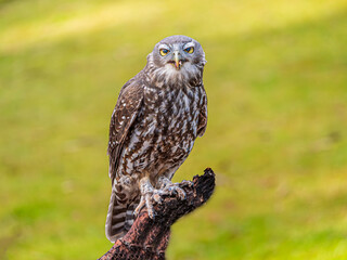 Fierce Barking Owl Perched On Dead Tree