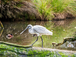 Shovelnose Heron Strides Along Log