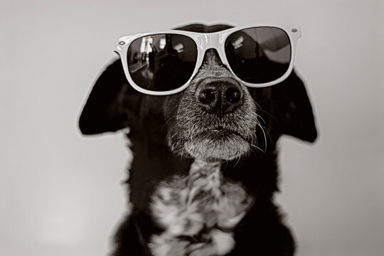 Cachorro de &oacute;culos