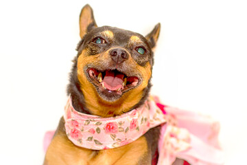Pinscher sorrindo