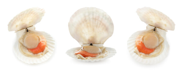 Fresh scallops isolated on white, set. Seafood