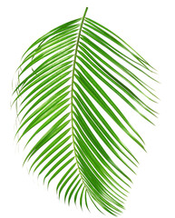 Obraz premium One green coconut palm leaf isolated on white